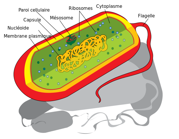 Bactérie - cellule procaryote