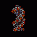 La double hélice de l'ADN