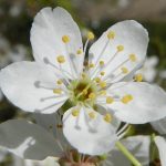 Fleur de prunus