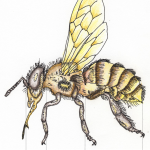 Les 3 parties de l'abeille