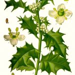 Le houx (Ilex aquifolium)