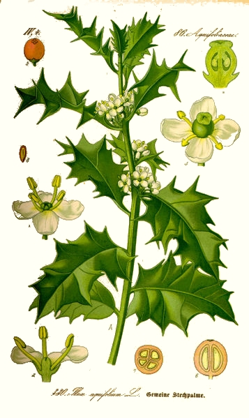 Le houx (Ilex aquifolium)