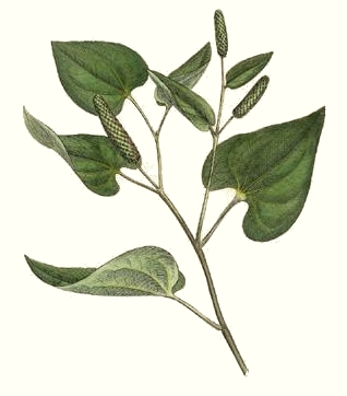 Poivre long (Piper longum)