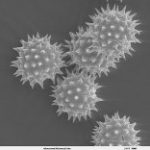 Grain de pollen de tournesol (Helianthus annuus)