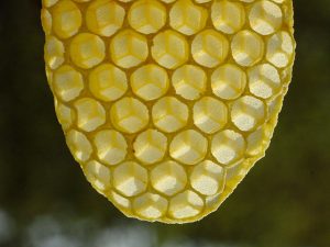 Les rhombes d'une alvéole d'abeille
