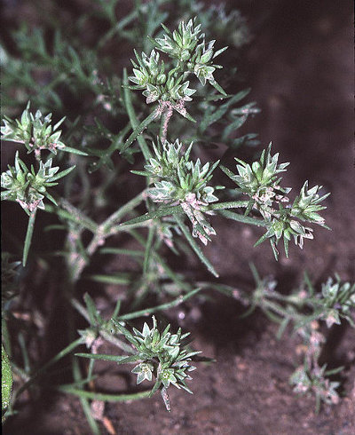 Scleranthus (Scleranthus annuus)
