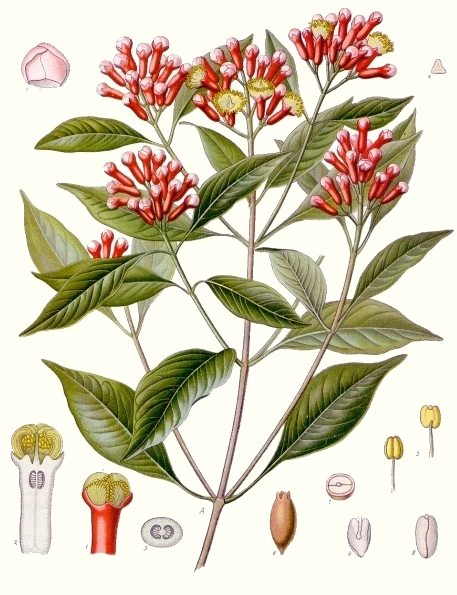 Le giroflier (Syzygium aromaticum)