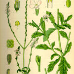 Illustration botanique de la Verveine officinale (Verbena officinalis), représentant la plante entière avec ses tiges élancées, ses feuilles dentées et ses petites fleurs violettes disposées en épis, ainsi que des détails sur ses fleurs, graines et structure végétale