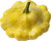 Un pâtisson, de couleur jaune pâle